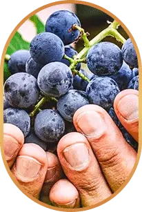 Resveratrol ingredient used in LivPure